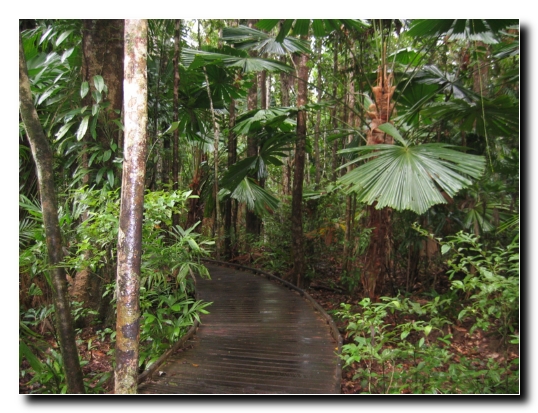 031 Regenwald Boardwalk